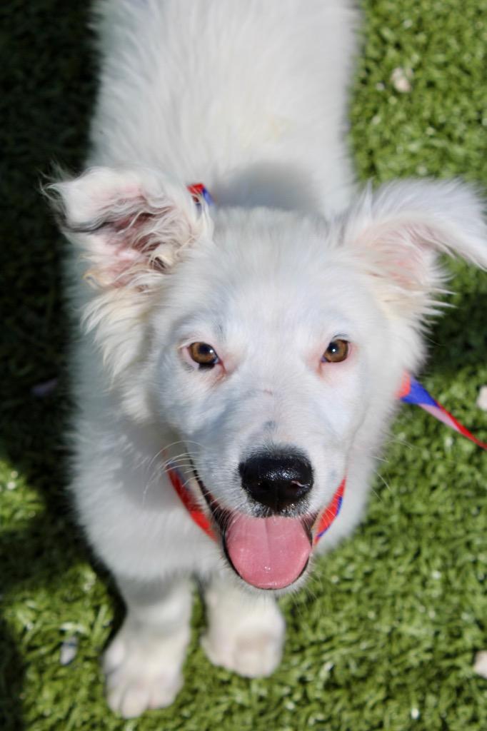 Enlarge Mcmurdough Pup 5, a Adoptable mixed breed in Morgantown, KY image 2/2