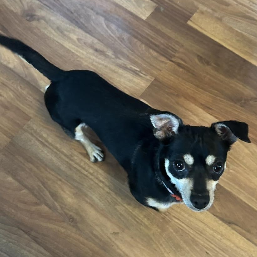 Enlarge Baby Love, a ADOPTABLE Chihuahua in Racine, WI image 3/3