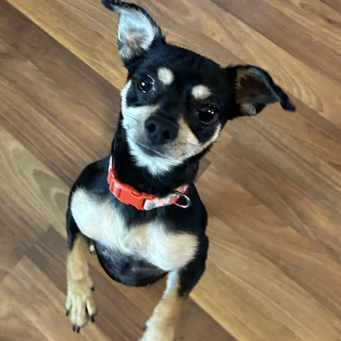 Enlarge Baby Love, a ADOPTABLE Chihuahua in Racine, WI image 2/3