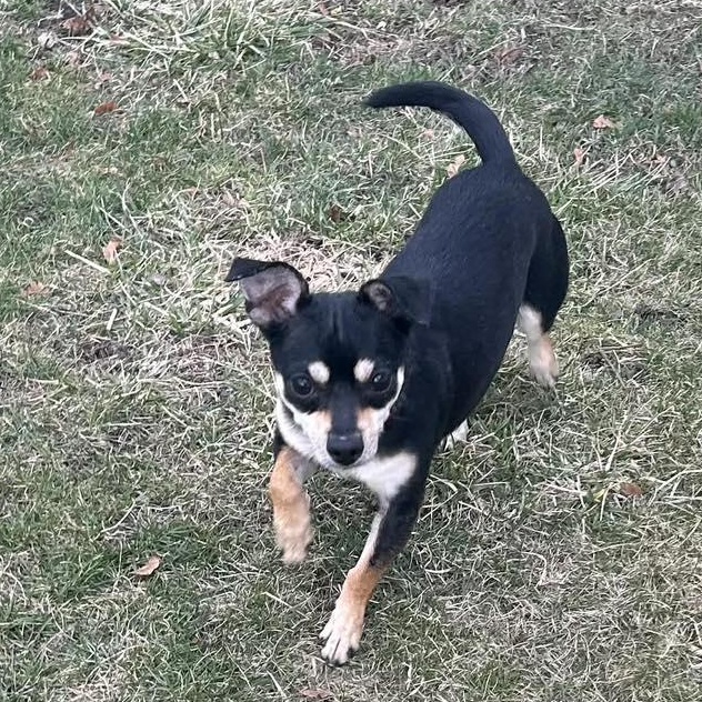 Enlarge Baby Love, a ADOPTABLE Chihuahua in Racine, WI image 1/3