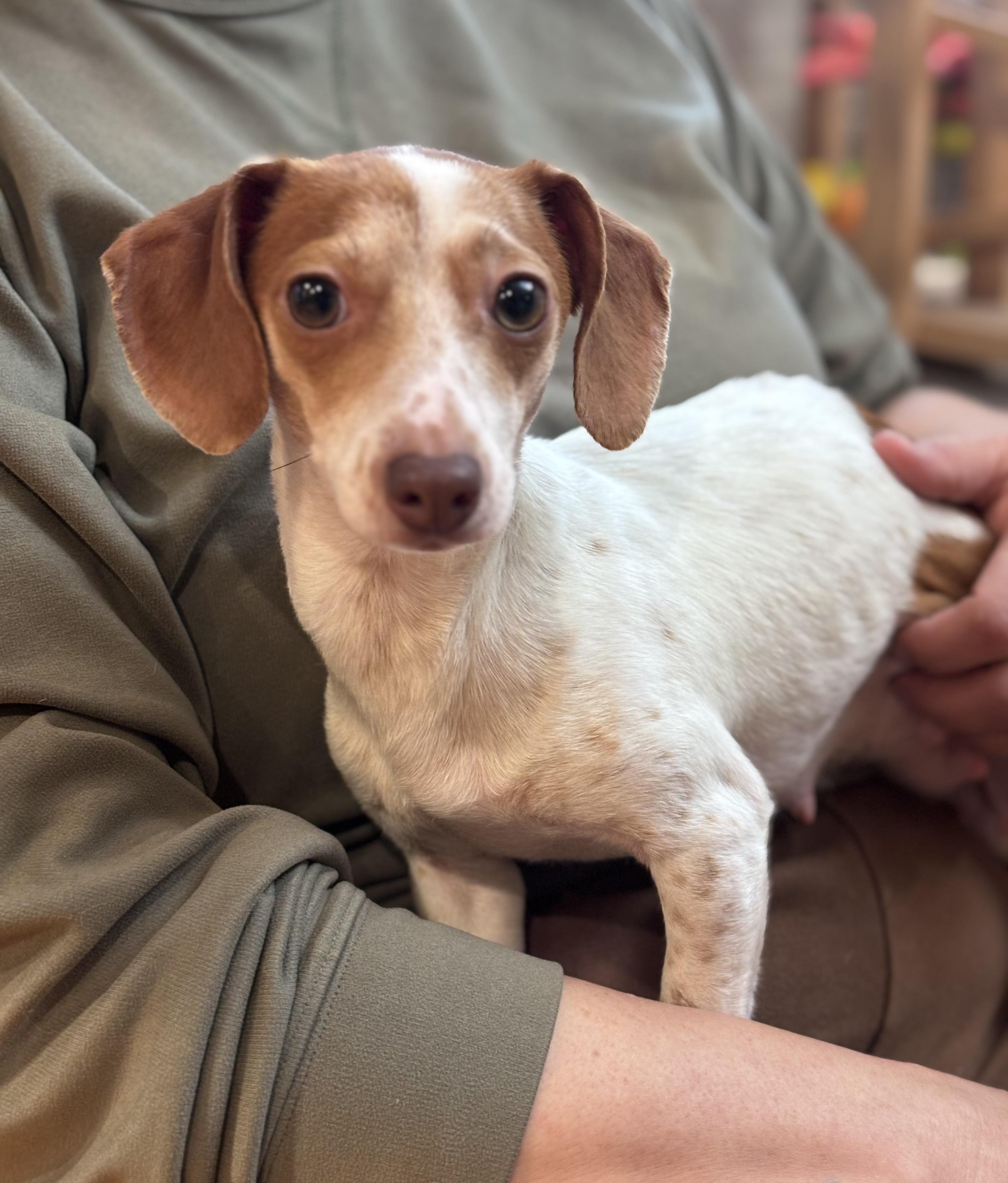 Enlarge Piper, an adoptable Dachshund in Corona, CA image 2/3