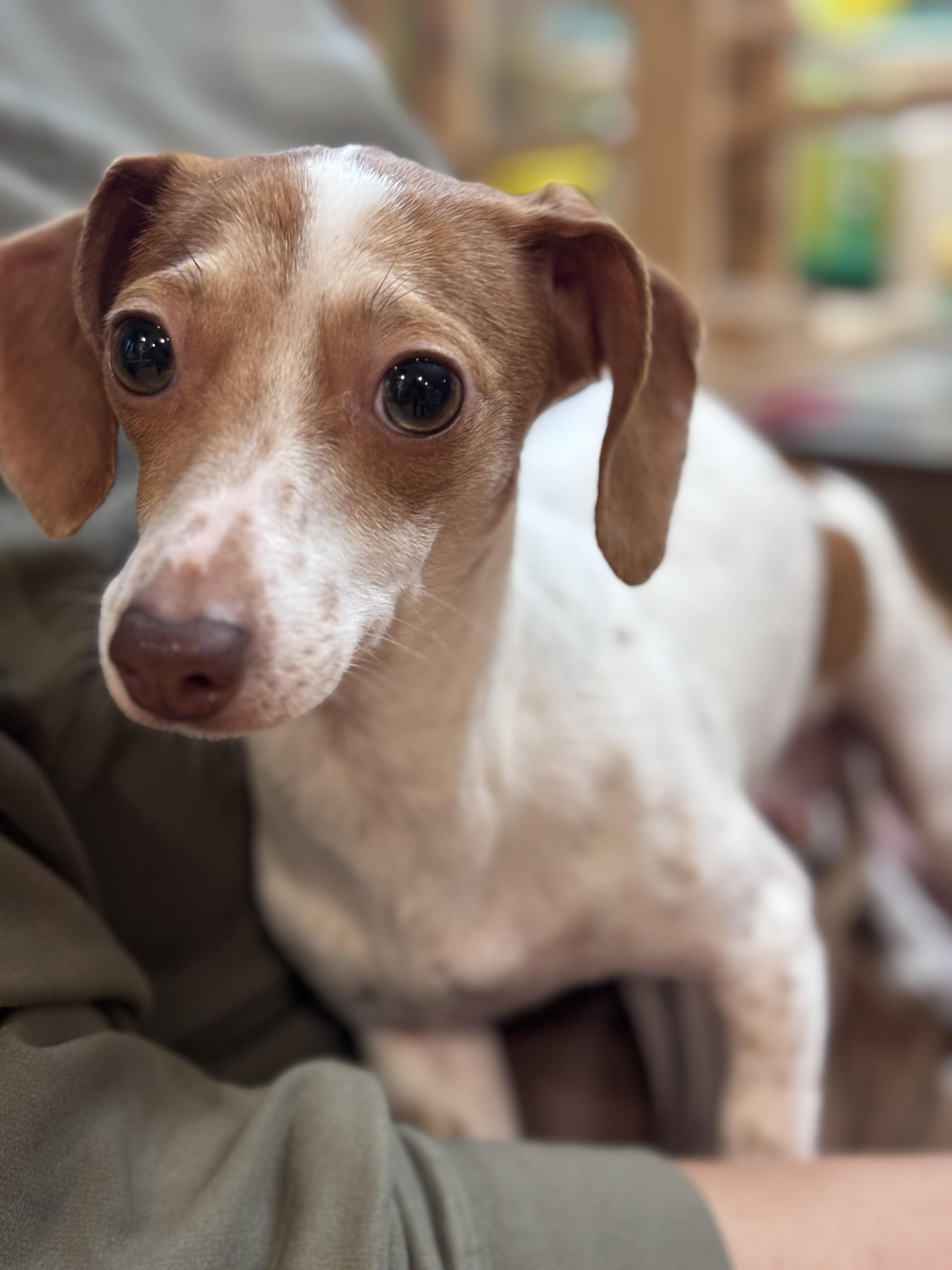 Enlarge Piper, an adoptable Dachshund in Corona, CA image 1/3