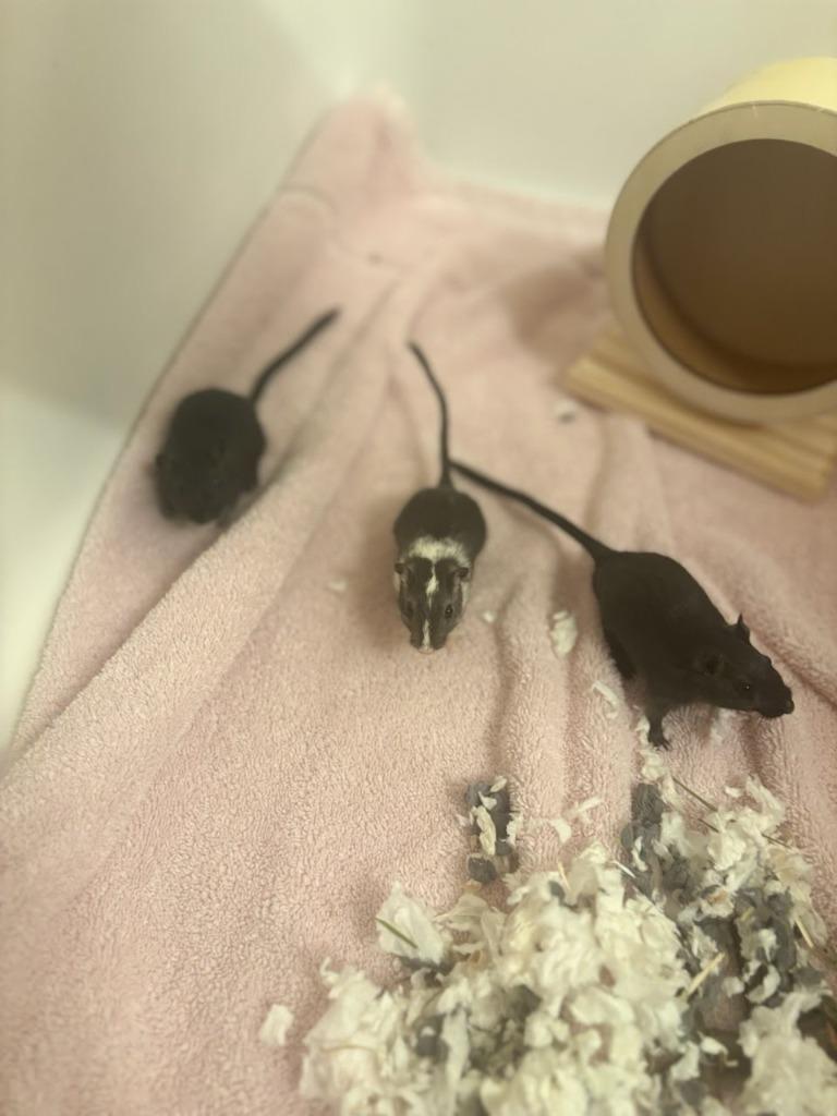 Enlarge Matcha / Horchata / Hojicha, a Adoptable Gerbil in Eagle Mountain, UT image 1/3
