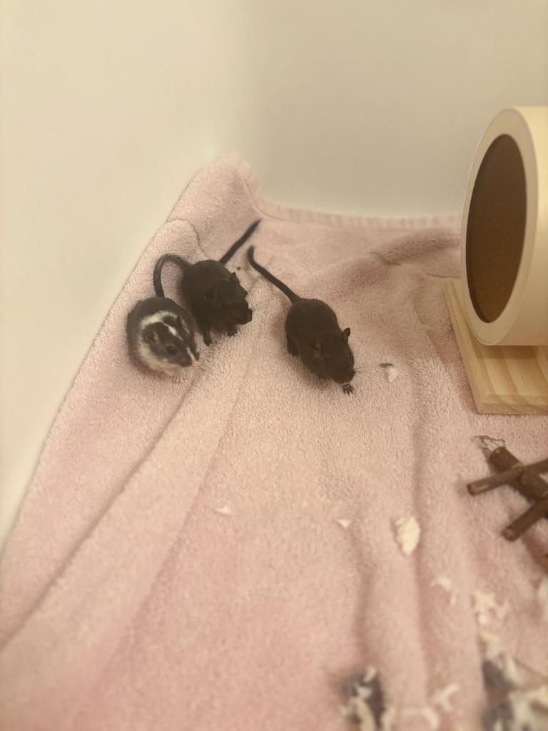 Enlarge Matcha / Horchata / Hojicha, a Adoptable Gerbil in Eagle Mountain, UT image 3/3