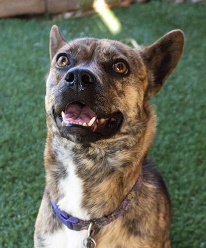 Goobie, adoptable, Adult Female Terrier.