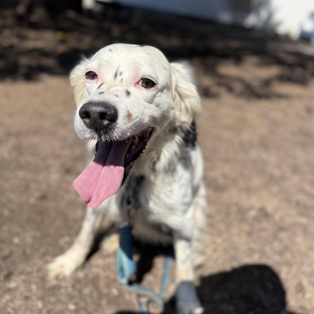 Buddy, Adoptable, Adult Male English Setter.