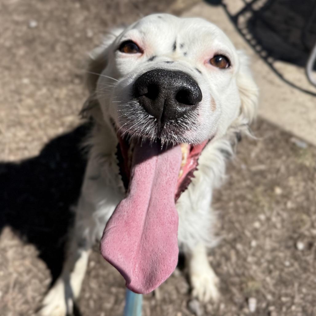 Enlarge Buddy, a Adoptable English Setter in Pittsford, VT image 2/4