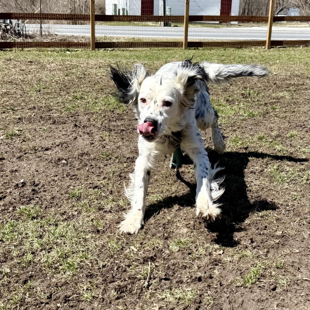 Enlarge Buddy, a Adoptable English Setter in Pittsford, VT image 3/4
