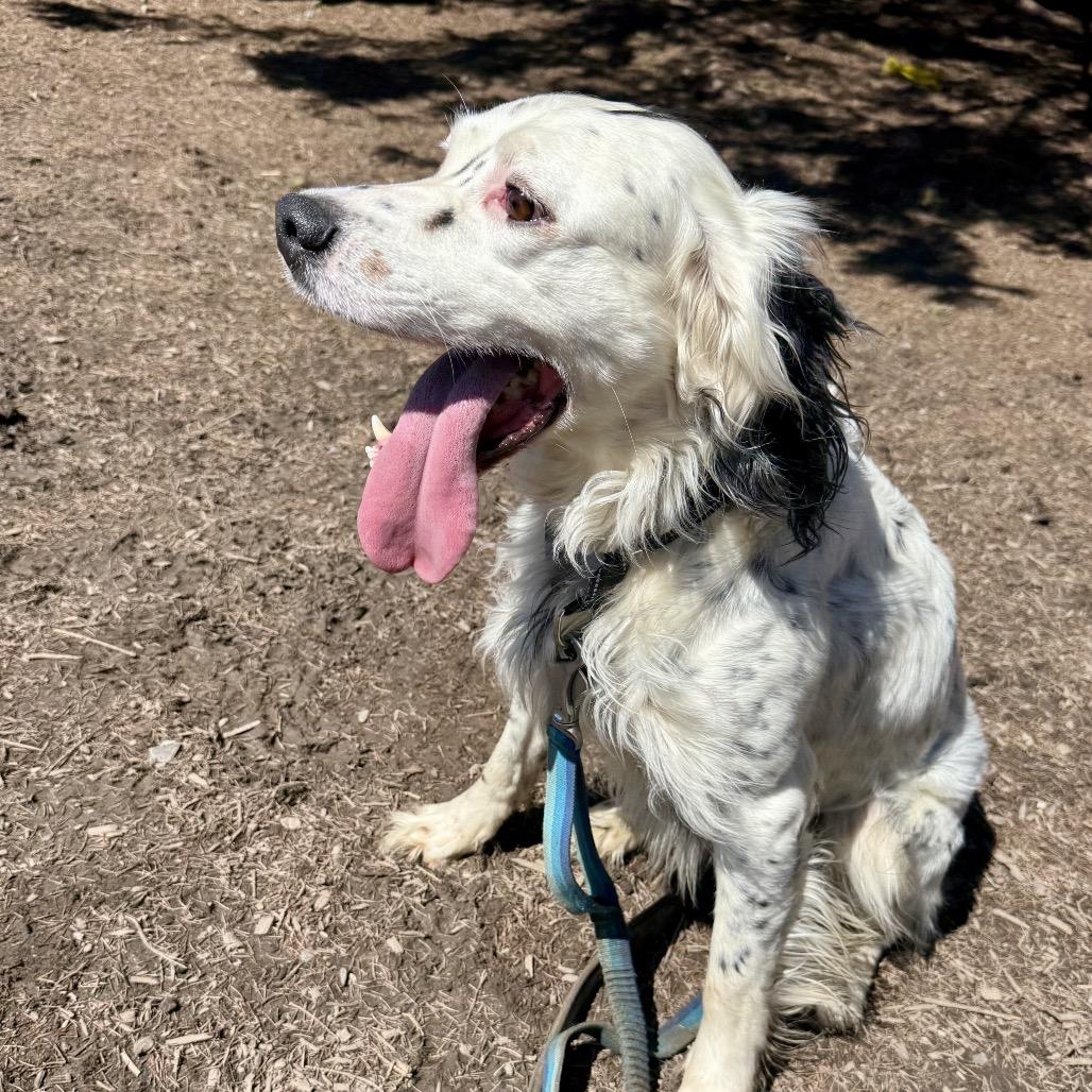 Enlarge Buddy, a Adoptable English Setter in Pittsford, VT image 4/4