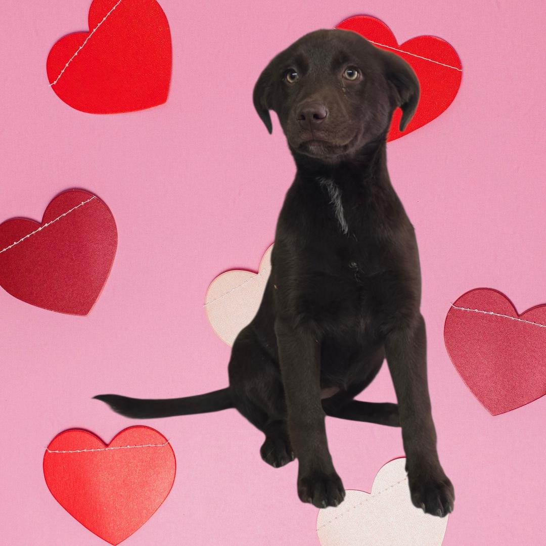 Mocha, ADOPTABLE, Puppy Female Chocolate Labrador Retriever.