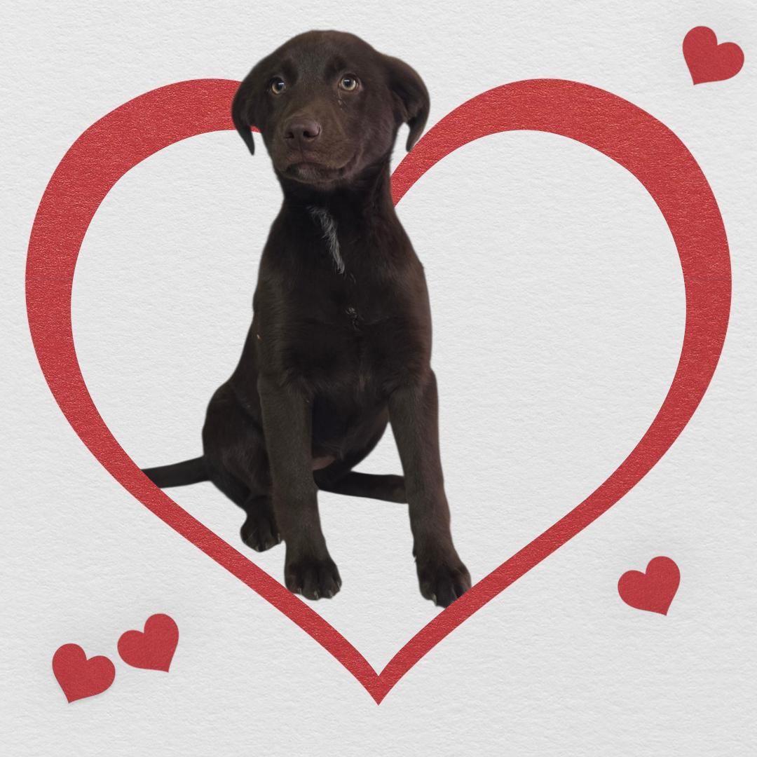 Enlarge Mocha, a ADOPTABLE mixed breed in Dallas, GA image 2/2