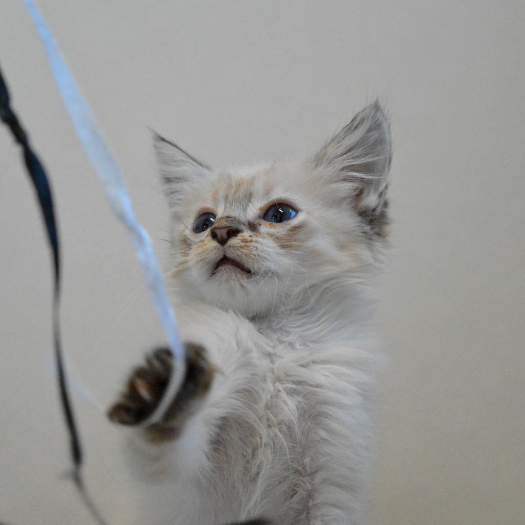 Vox, Adoptable, Kitten Male Siamese.