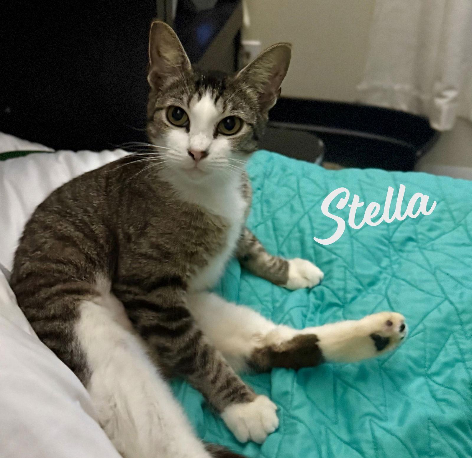 Stella #shy-lap-cat, Adopted, Adult Female Tabby & Domestic Short Hair.