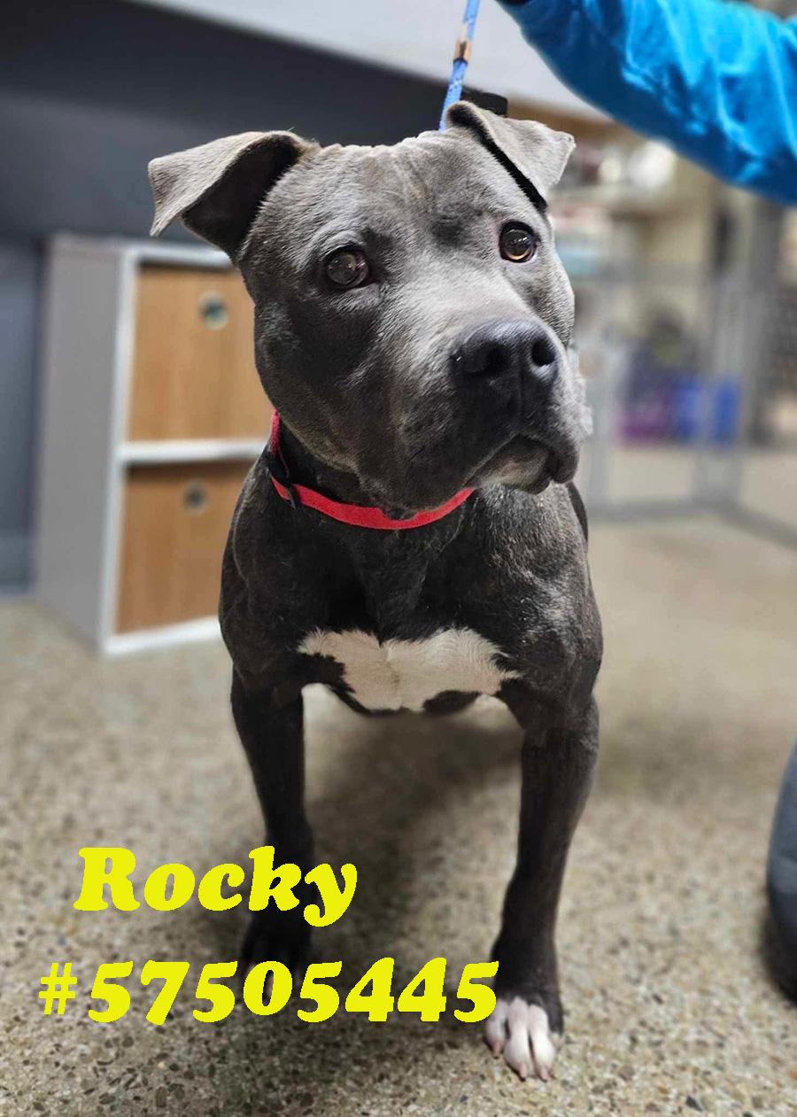 Rocky