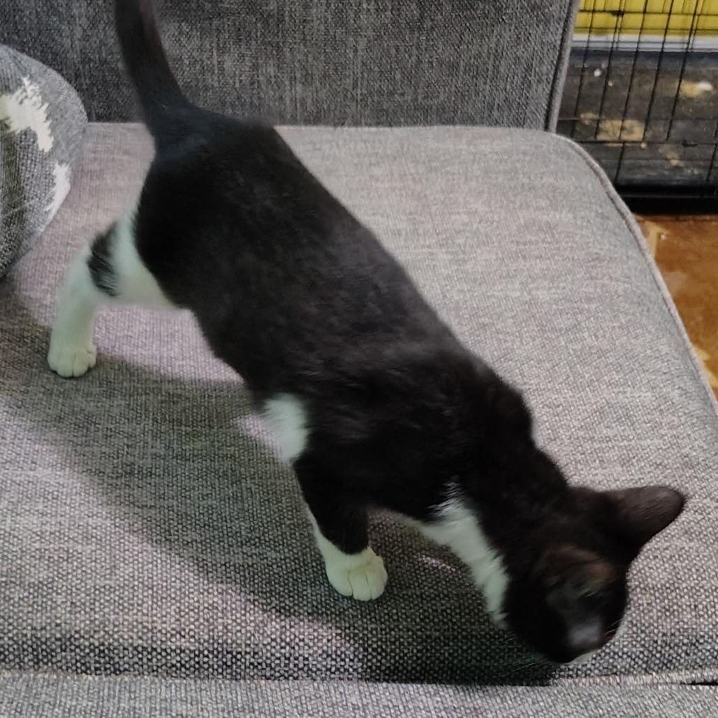 Enlarge Ash, a Adoptable Domestic Short Hair in Kinston, NC image 5/6