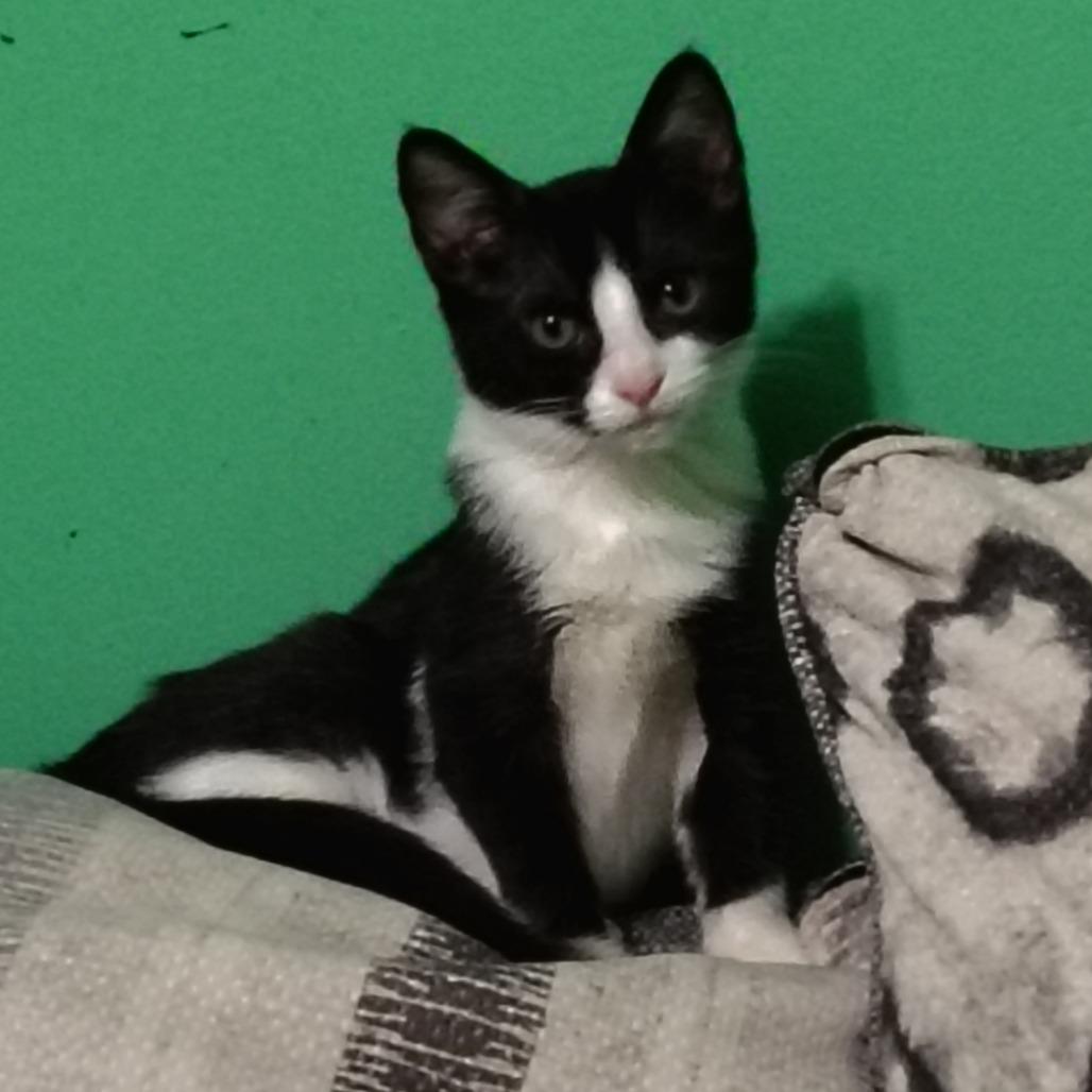 Enlarge Ash, a Adoptable Domestic Short Hair in Kinston, NC image 3/6