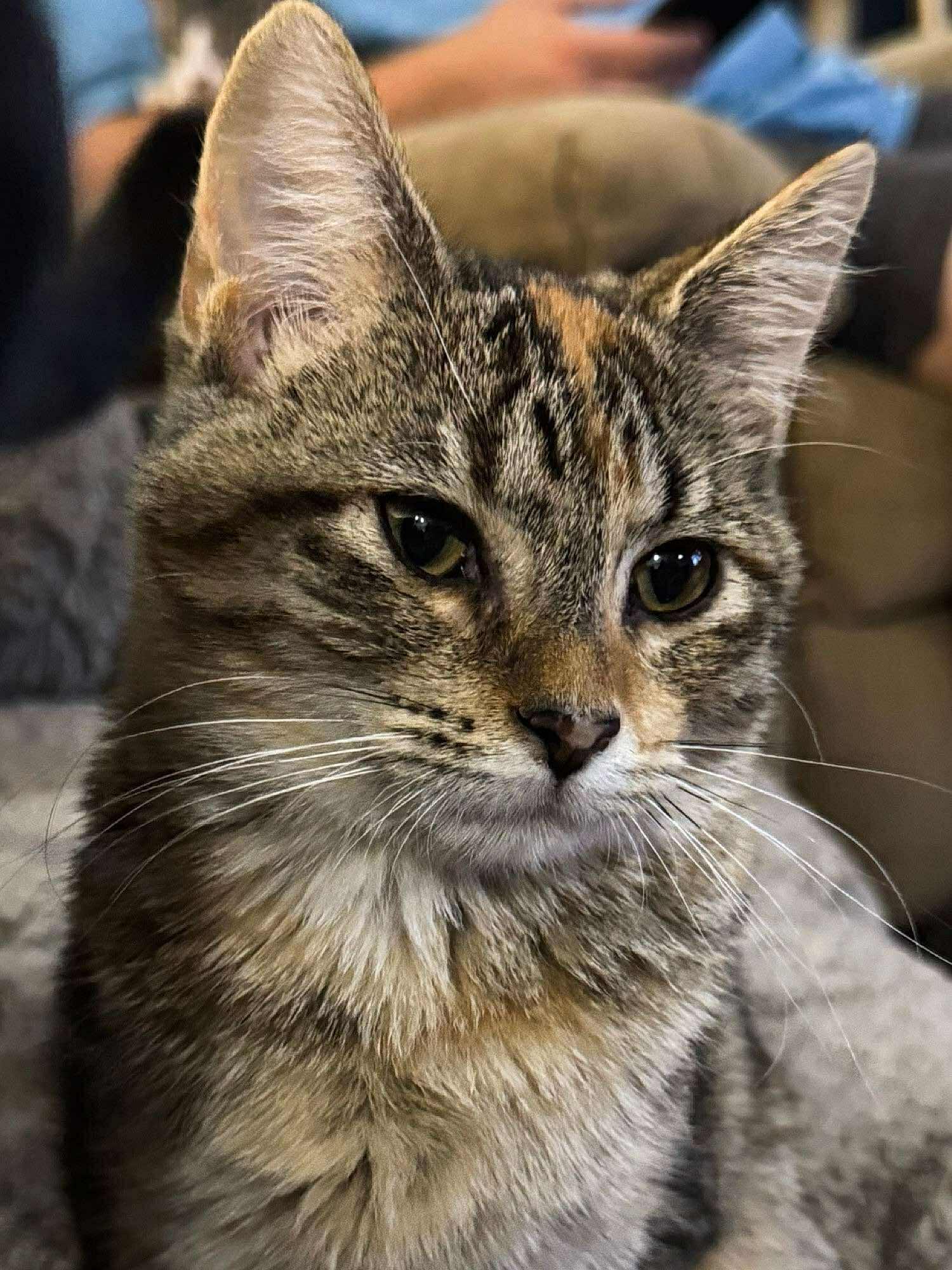 Destin, adoptable, Kitten Female Domestic Short Hair.