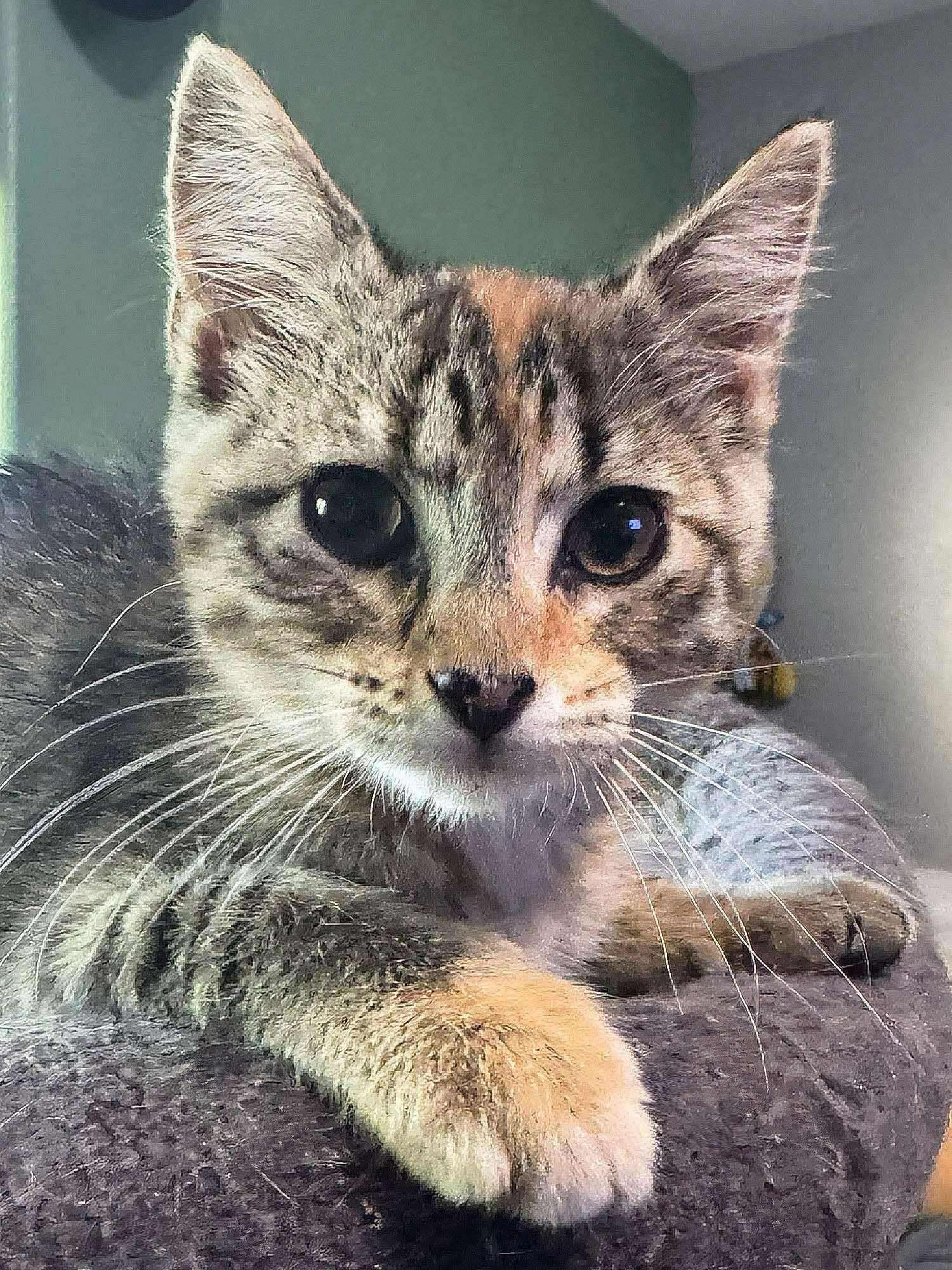 Enlarge Destin, an adoptable Domestic Short Hair in Sioux Falls, SD image 2/5