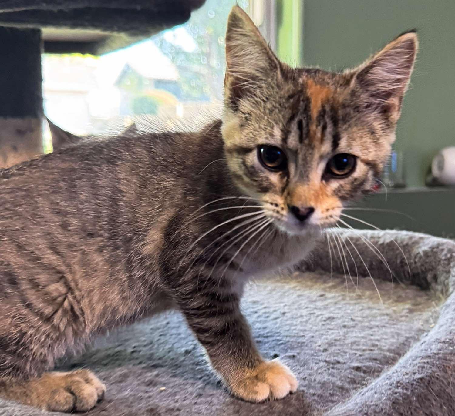Enlarge Destin, an adoptable Domestic Short Hair in Sioux Falls, SD image 3/5