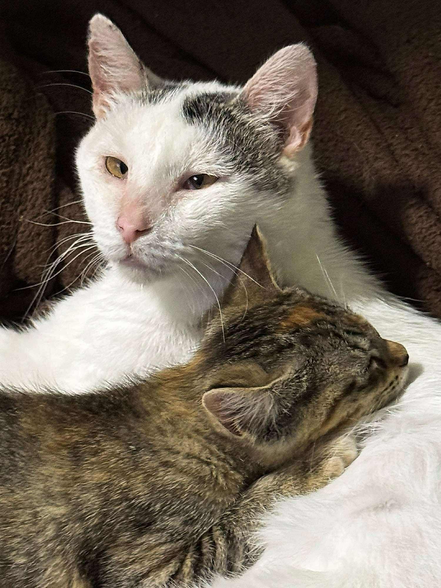 Enlarge Destin, an adoptable Domestic Short Hair in Sioux Falls, SD image 5/5