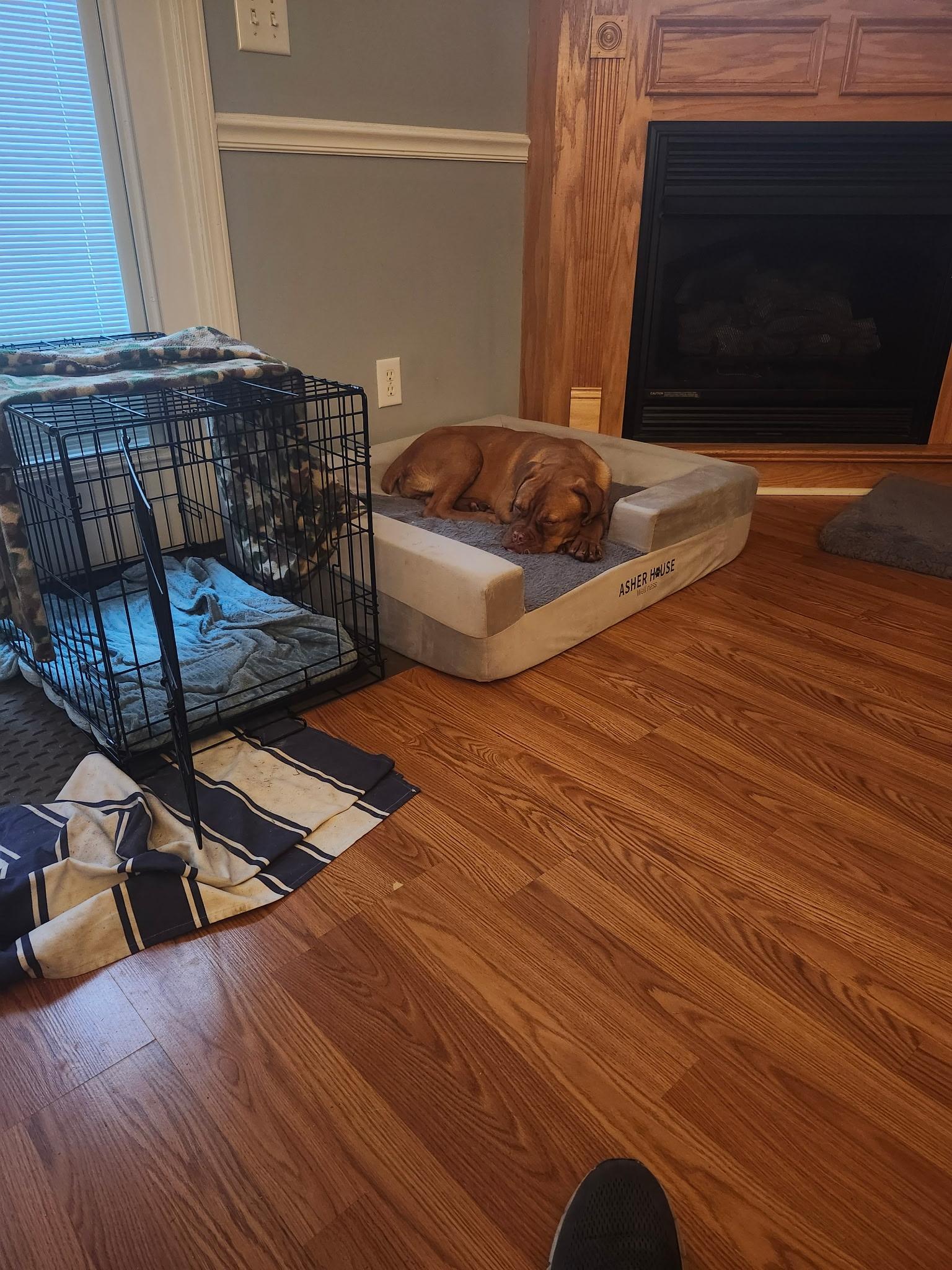 Enlarge Tootsie Roll, an adopted mixed breed in Charleston , SC image 3/4