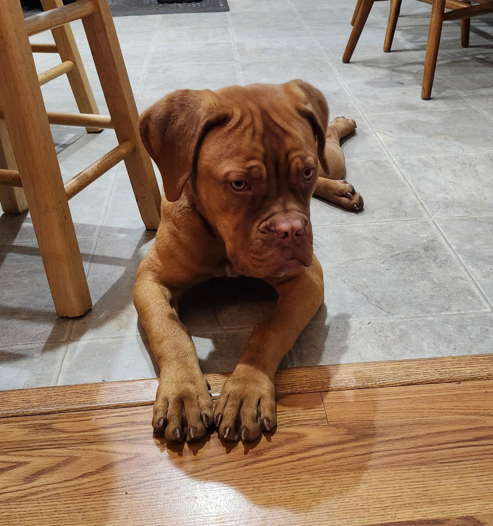 Tootsie Roll, adopted, Adult Female Dogue de Bordeaux.