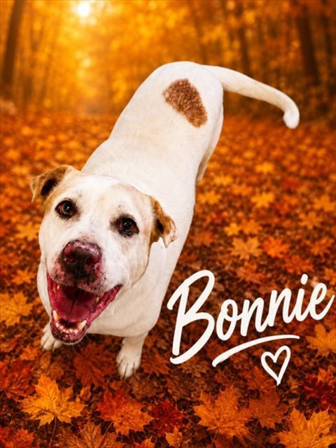 BONNIE, Adoptable, Adult Female Pit Bull Terrier.