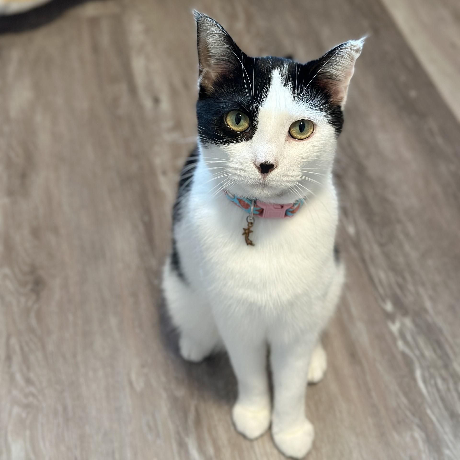 Aurora, an adopted Domestic Short Hair in Victor, NY image 6/6