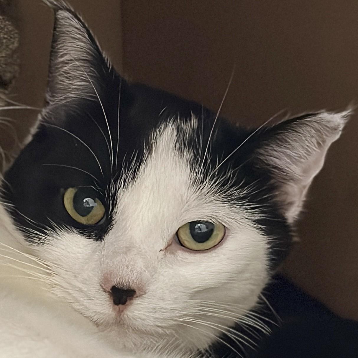 Aurora, ADOPTABLE, Adult Female Domestic Short Hair.