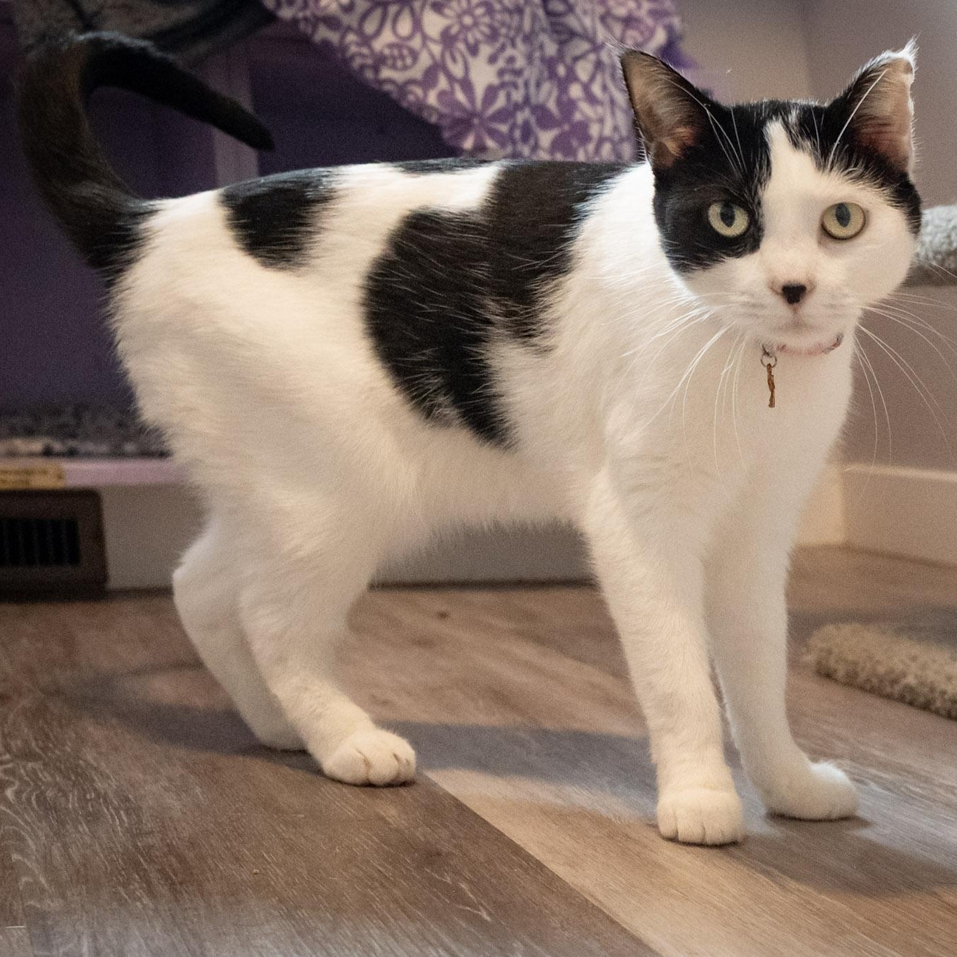 Aurora, an adopted Domestic Short Hair in Victor, NY image 5/6