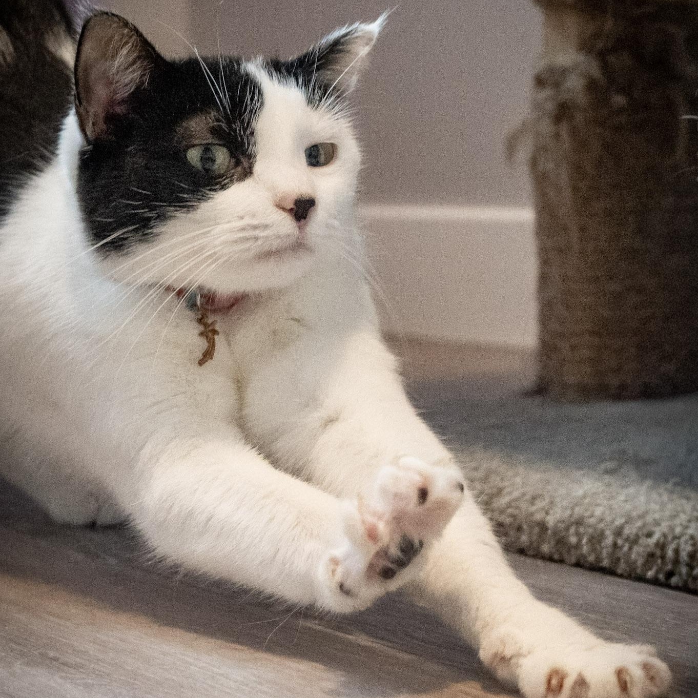 Aurora, an adopted Domestic Short Hair in Victor, NY image 3/6