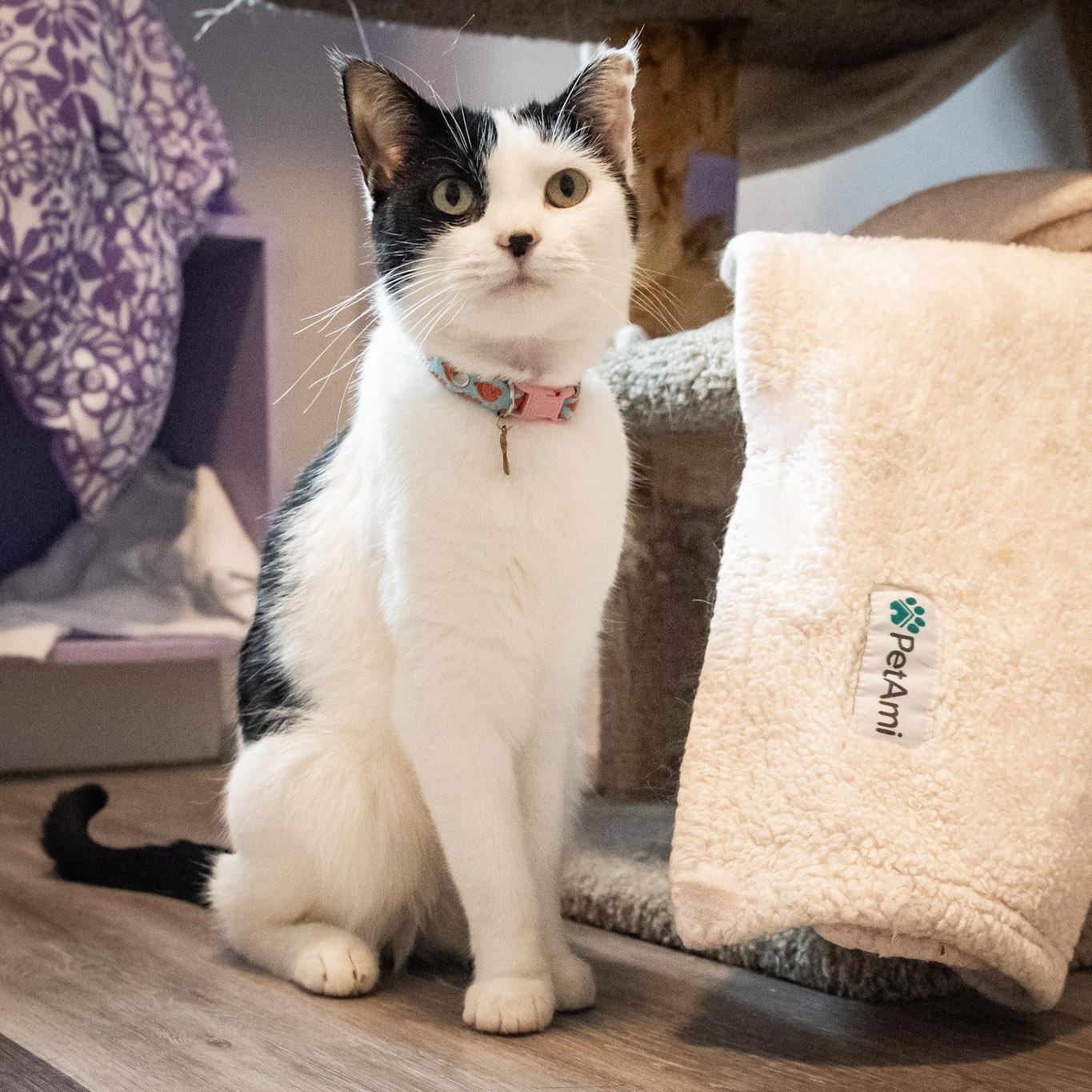 Aurora, an adopted Domestic Short Hair in Victor, NY image 2/6