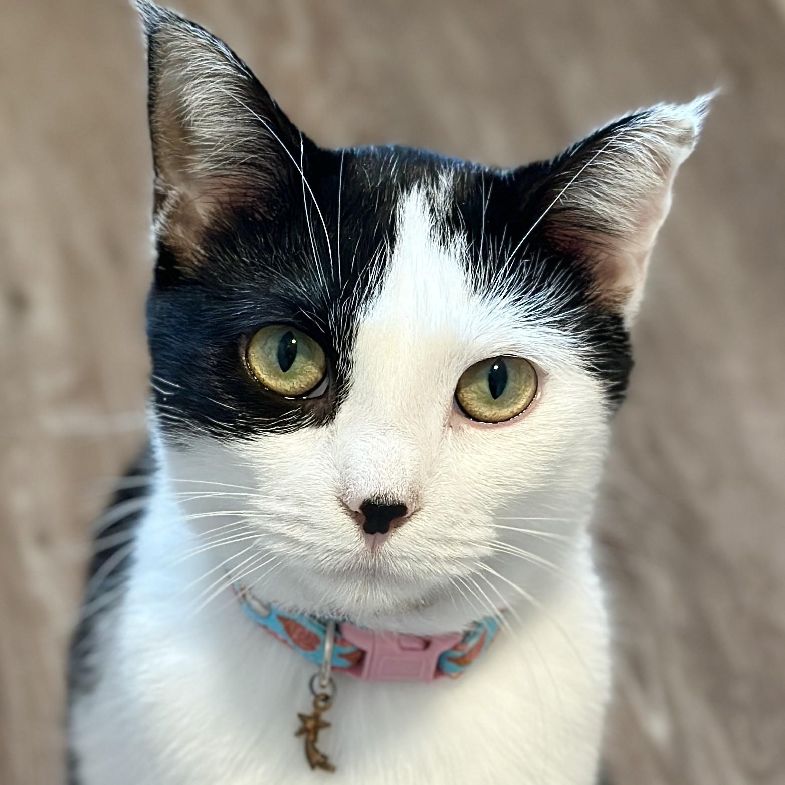 Aurora, an adopted Domestic Short Hair in Victor, NY image 1/6