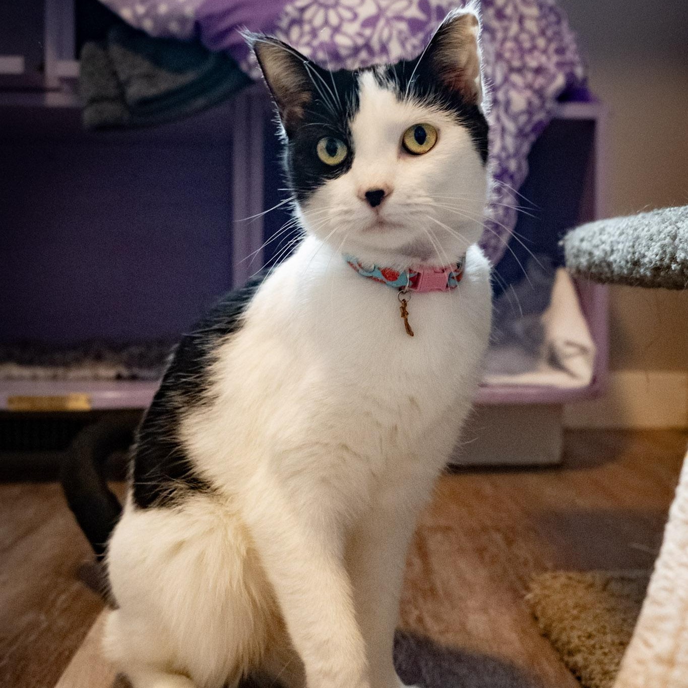 Aurora, an adopted Domestic Short Hair in Victor, NY image 4/6