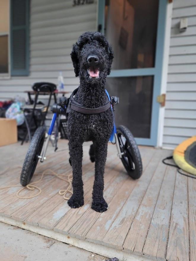 Enlarge Doll, a Adoptable Standard Poodle in Shermans Dale, PA image 3/6