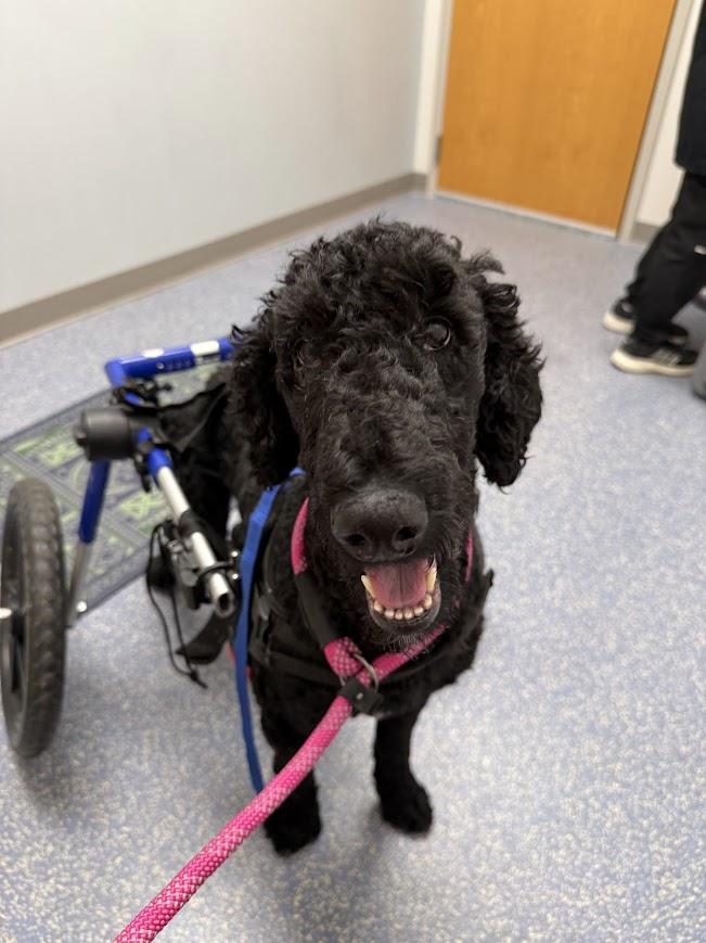 Enlarge Doll, a Adoptable Standard Poodle in Shermans Dale, PA image 2/6