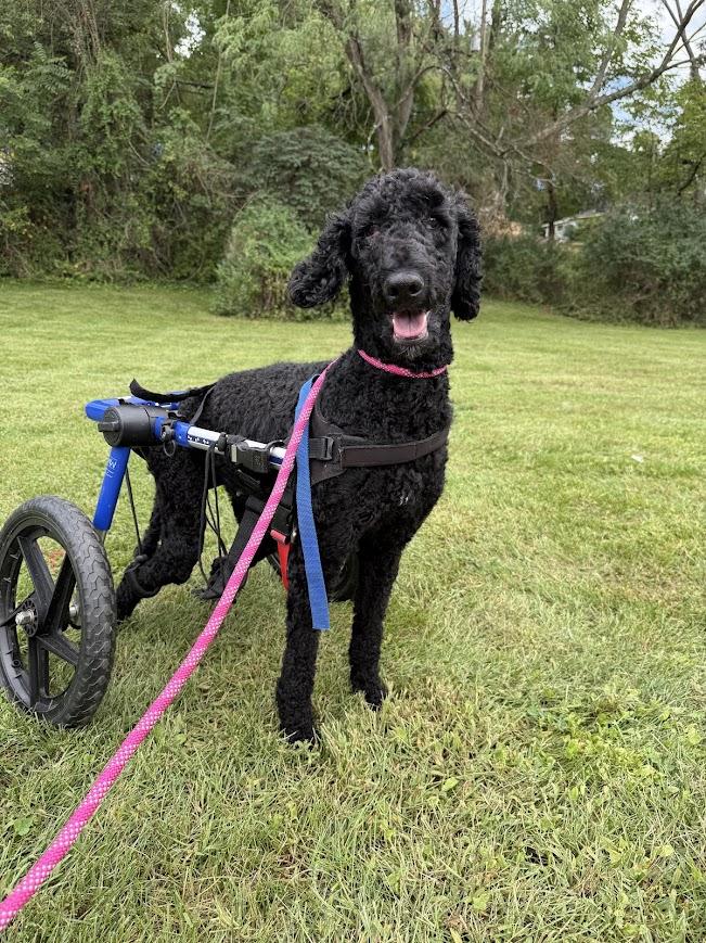 Doll, Adoptable, Adult Female Standard Poodle.