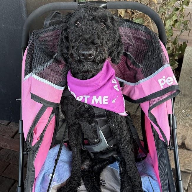 Enlarge Doll, a Adoptable Standard Poodle in Shermans Dale, PA image 4/6