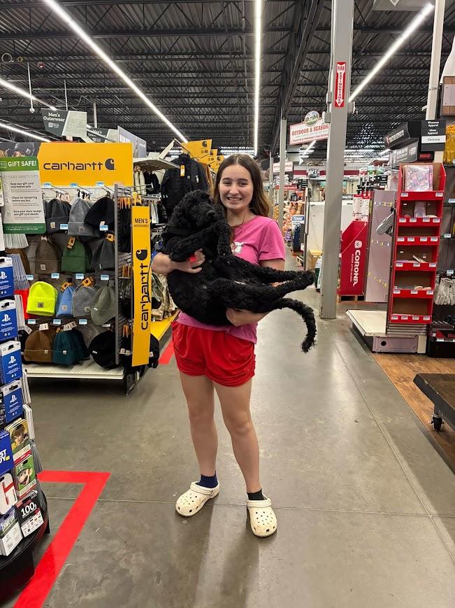 Enlarge Doll, a Adoptable Standard Poodle in Shermans Dale, PA image 5/6