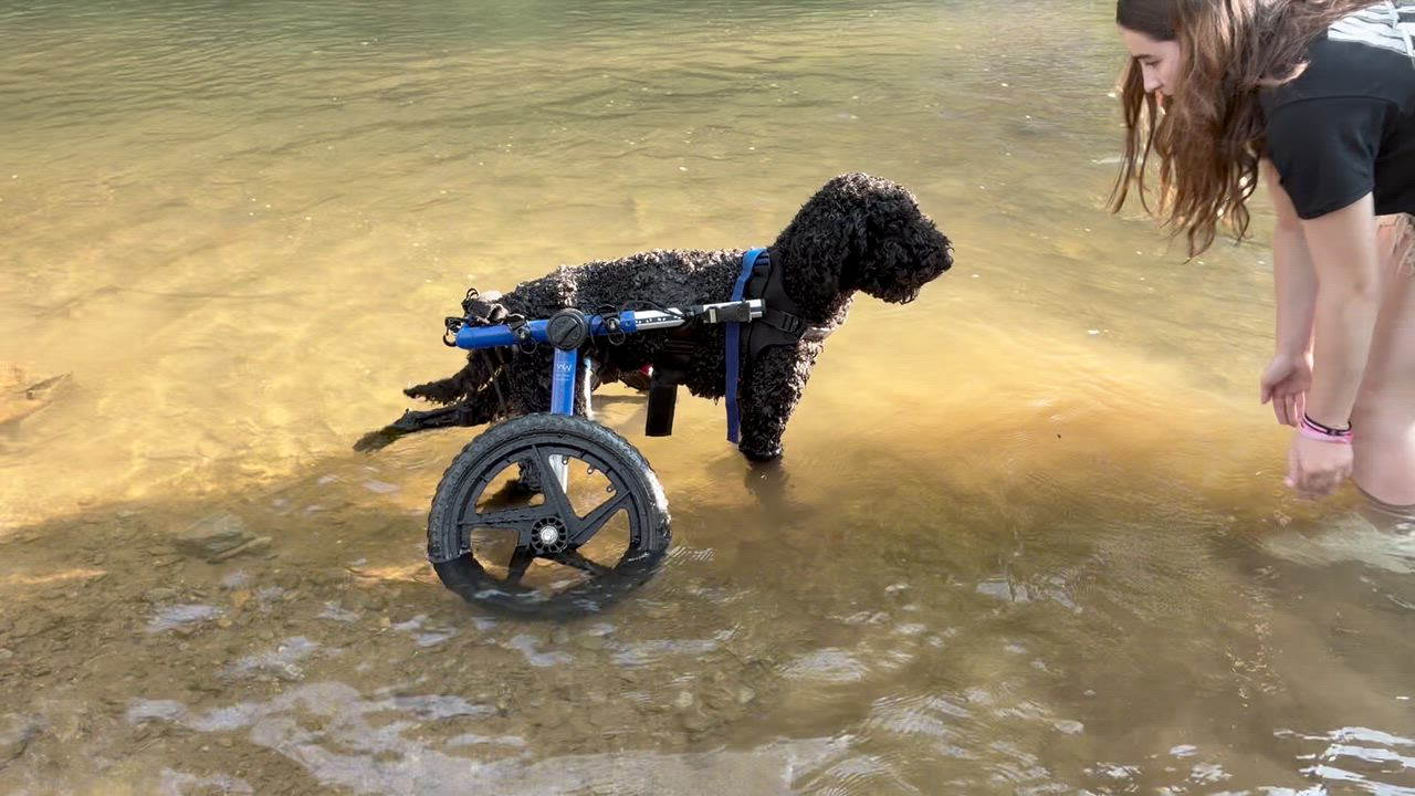 Enlarge Doll, a Adoptable Standard Poodle in Shermans Dale, PA video 6/6
