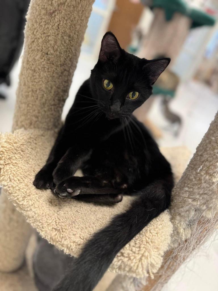 Enlarge Blackberry, a Adoptable mixed breed in Dalton, GA image 5/6