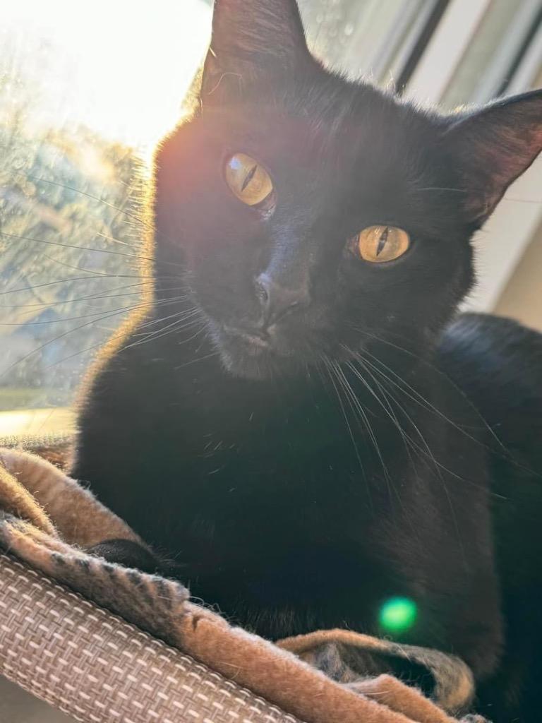 Enlarge Blackberry, a Adoptable mixed breed in Dalton, GA image 6/6