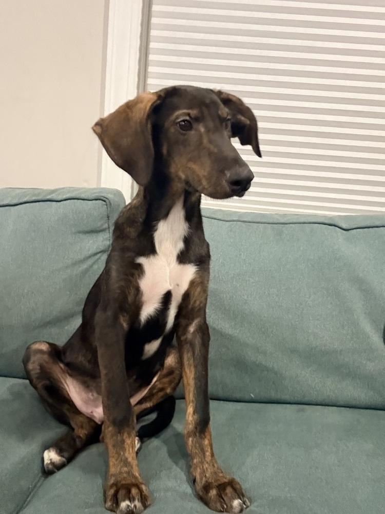 Dante, Adoptable, Puppy Male Shepherd.