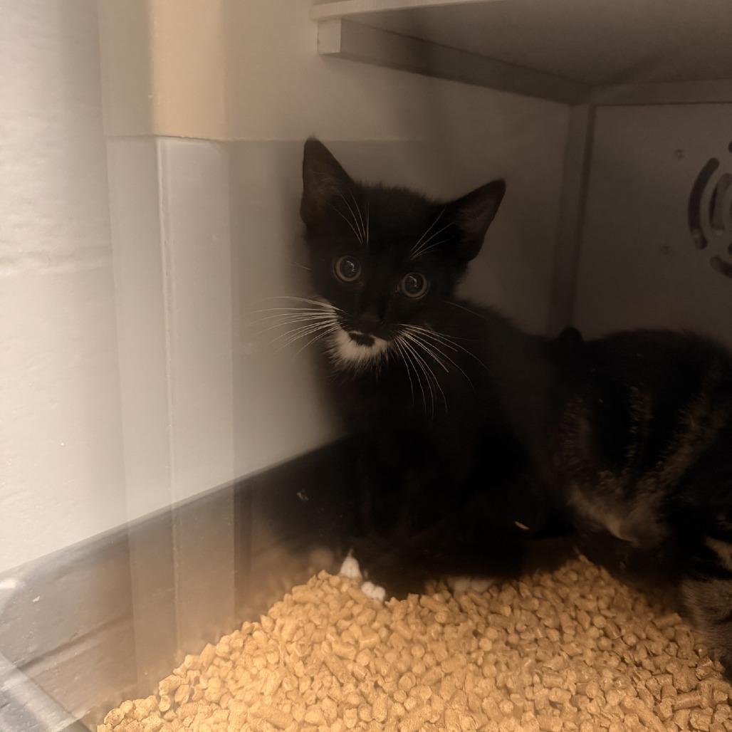 Sirius, Adoptable, Kitten Male Domestic Short Hair.