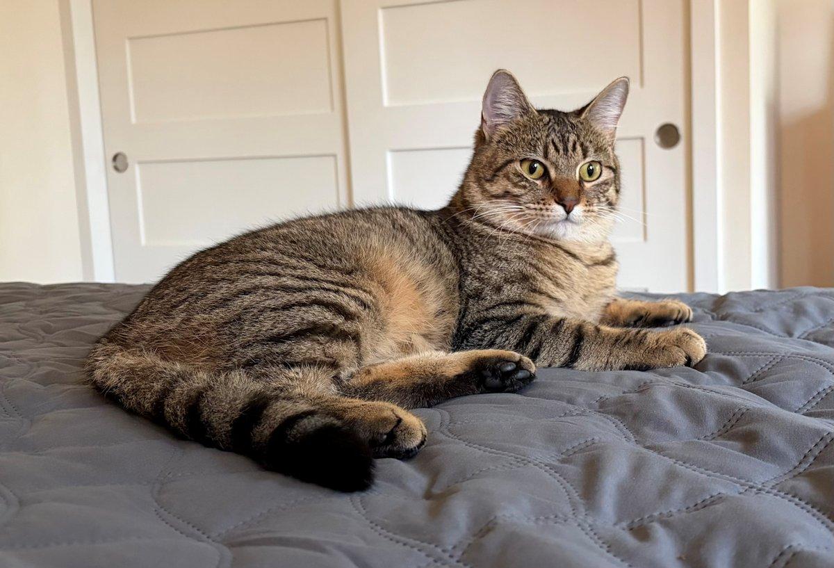 Enlarge Charlie, a Adoptable Domestic Short Hair in White Bear Lake, MN image 3/6