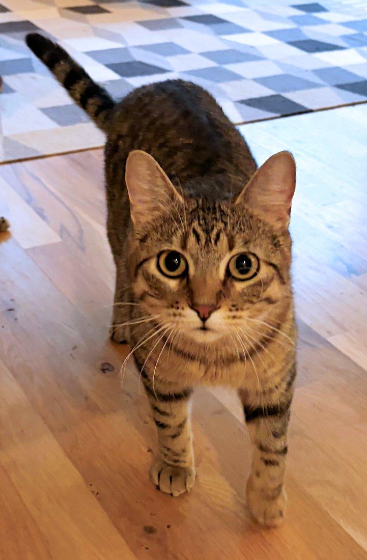 Enlarge Charlie, a Adoptable Domestic Short Hair in White Bear Lake, MN image 6/6