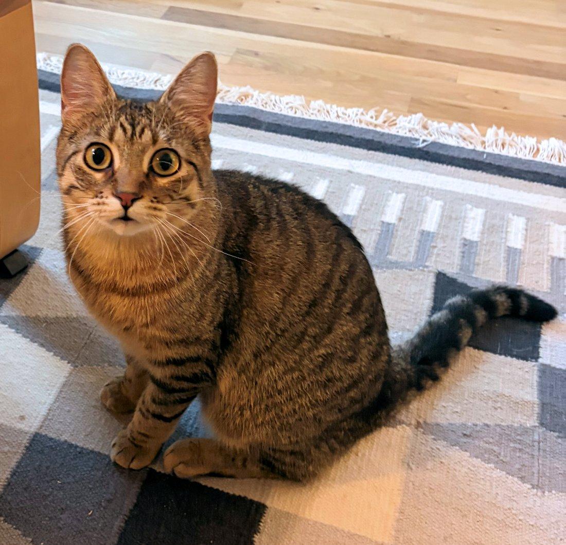 Enlarge Charlie, a Adoptable Domestic Short Hair in White Bear Lake, MN image 2/6