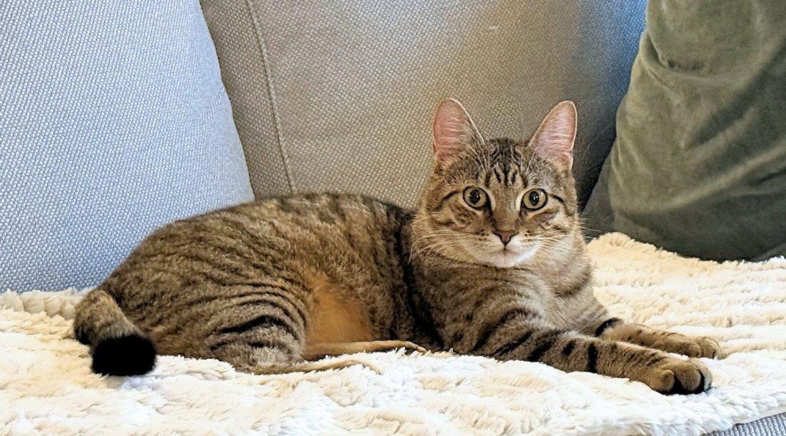 Enlarge Charlie, a Adoptable Domestic Short Hair in White Bear Lake, MN image 5/6