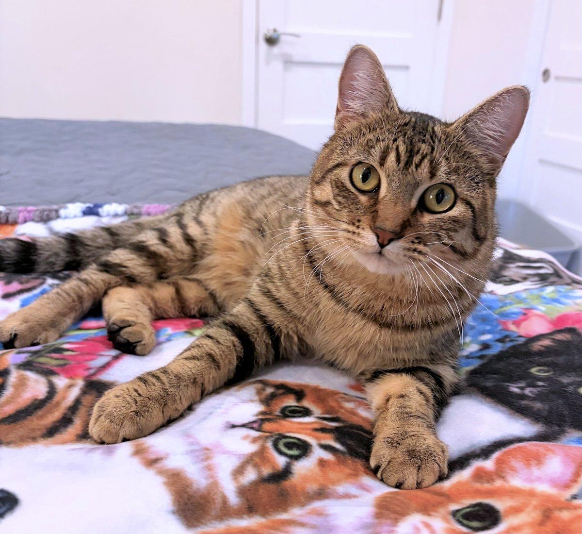 Charlie, Adoptable, Young Male Domestic Short Hair.