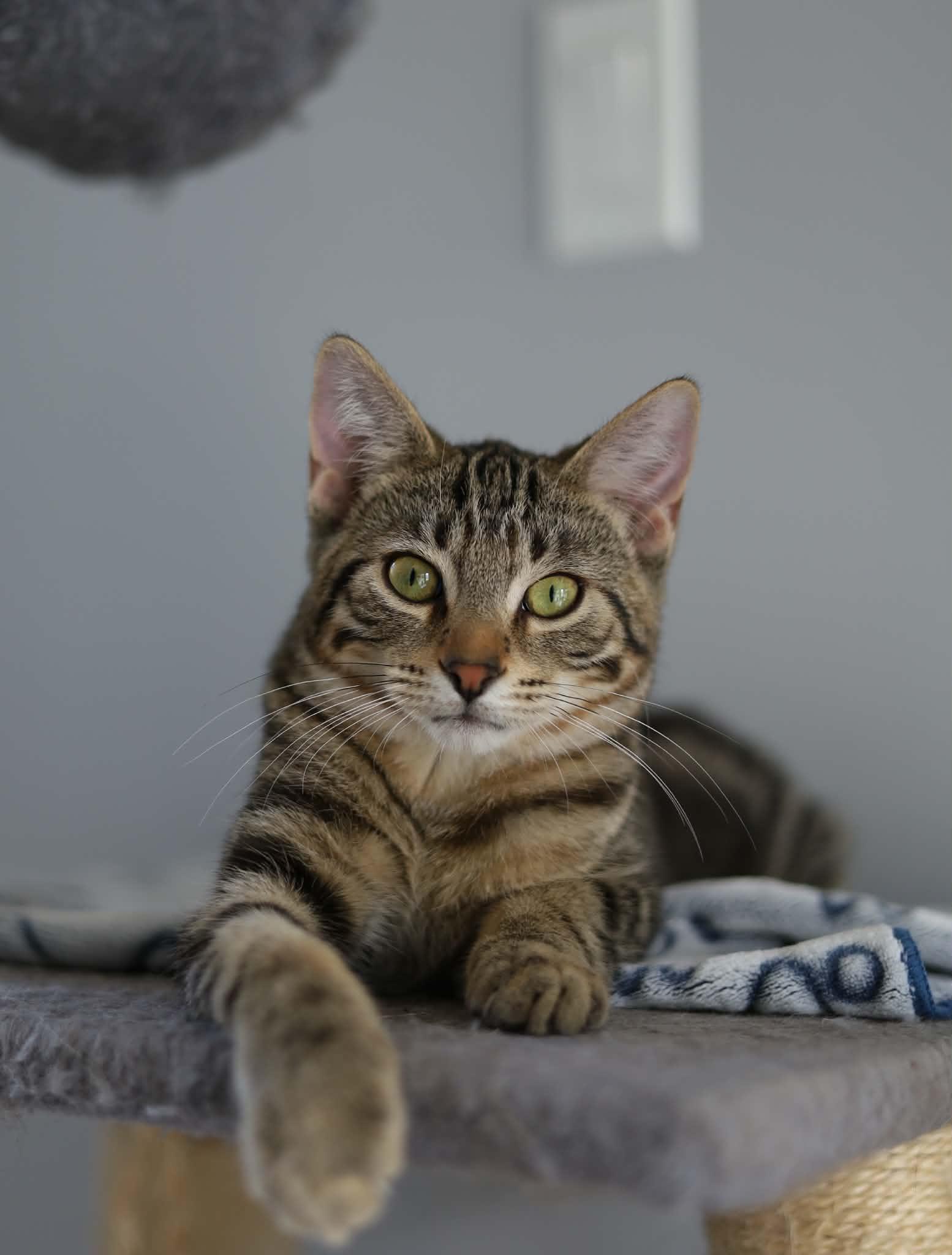 Enlarge Clay, a Adoptable Domestic Short Hair in Steinbach, MB image 1/6
